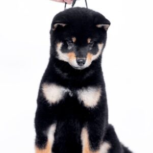 Naoka Shiba Inu Naoka Shiba Inu