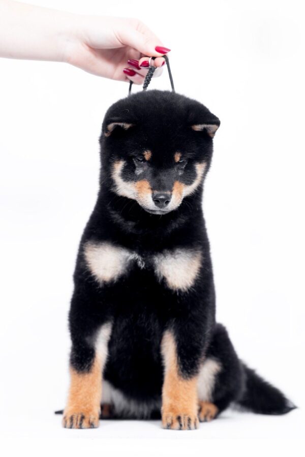 Naoka Shiba Inu Naoka Shiba Inu