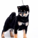 Naoka-female-Shiba-puppy-for-sale-2