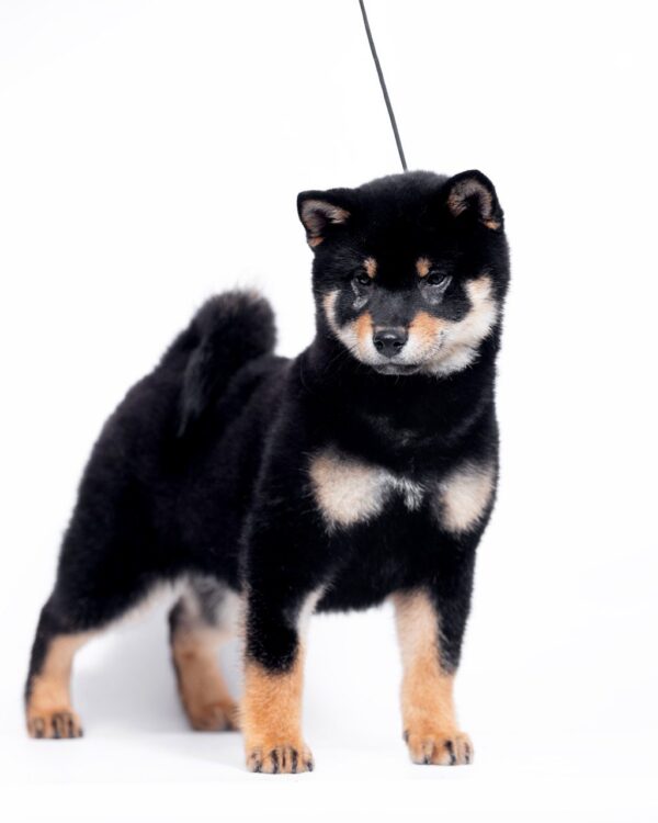 Naoka Shiba Inu Naoka Shiba Inu