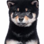 Naoka-female-Shiba-puppy-for-sale-3