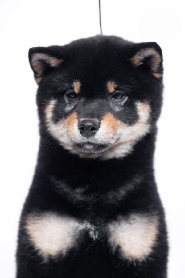 Naoka Shiba Inu Naoka Shiba Inu