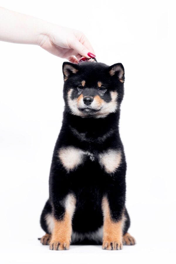 Naoka Shiba Inu Naoka Shiba Inu