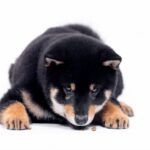 Naoka-female-Shiba-puppy-for-sale-5