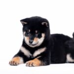 Naoka-female-Shiba-puppy-for-sale-6