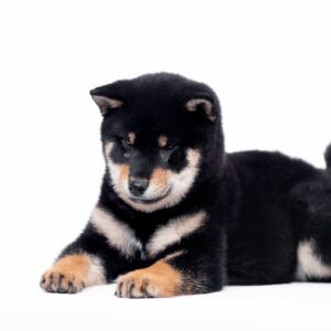 Naoka Shiba Inu Naoka Shiba Inu