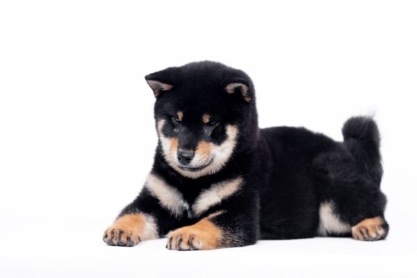 Naoka Shiba Inu Naoka Shiba Inu