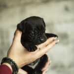 Napoleon-male-cane-corso-puppy-for-sale-1 (1)