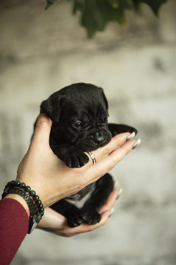 Napoleon Cane Corso Napoleon Cane Corso