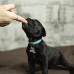Napoleon-male-cane-corso-puppy-for-sale-1 (2)