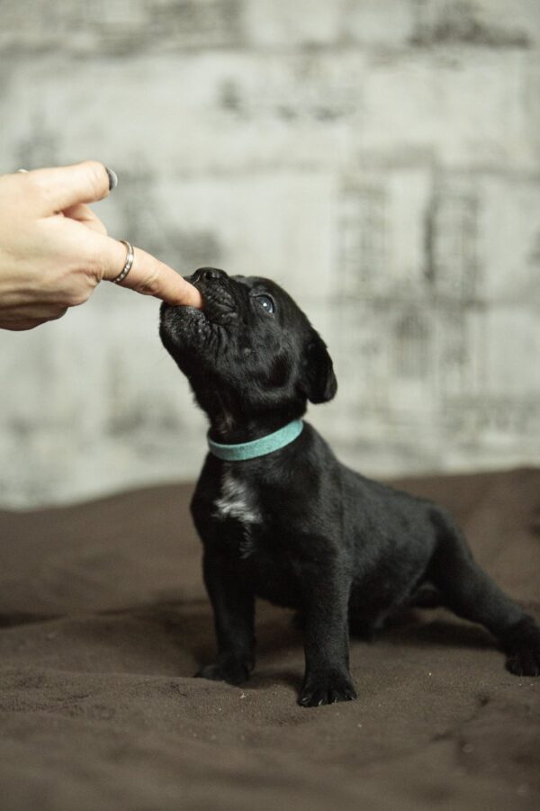 Napoleon Cane Corso Napoleon Cane Corso