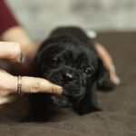 Napoleon-male-cane-corso-puppy-for-sale-1 (3)