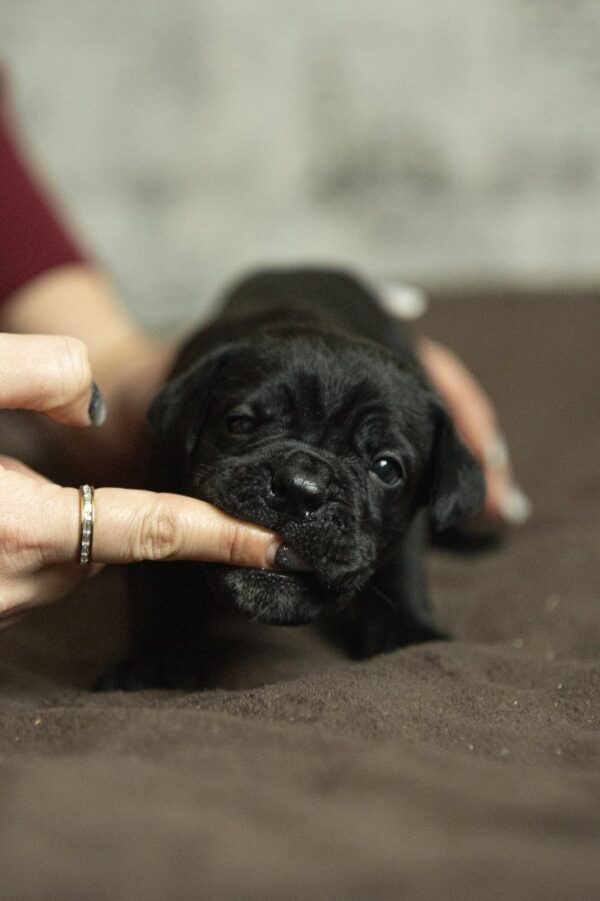 Napoleon Cane Corso Napoleon Cane Corso