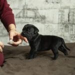 Napoleon-male-cane-corso-puppy-for-sale-1 (4)