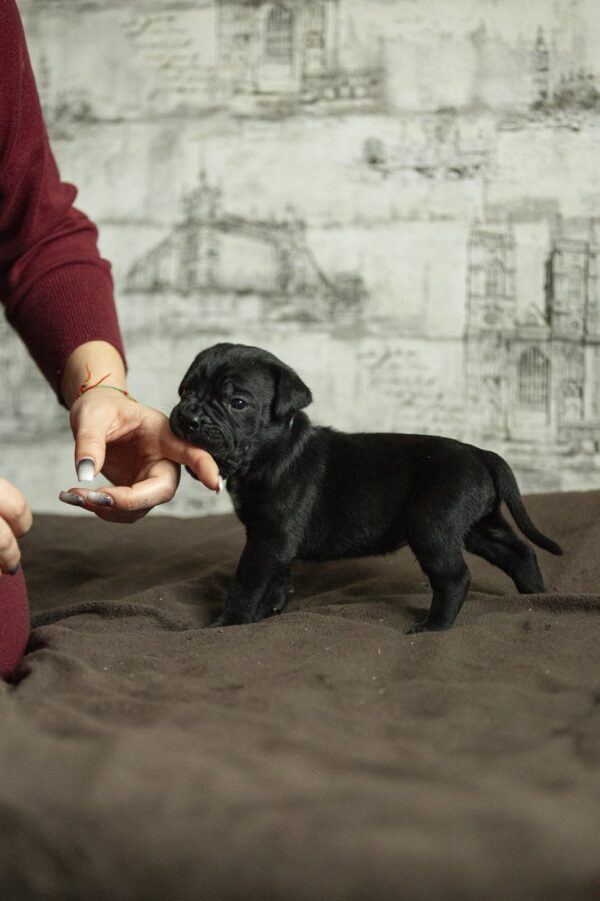 Napoleon Cane Corso Napoleon Cane Corso