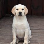 Nareda-female-Labrador-puppy-for-sale-1