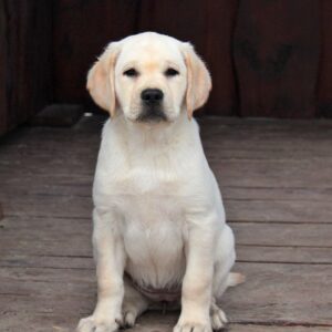 Nareda Labrador Retriever Nareda Labrador Retriever