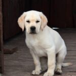 Nareda-female-Labrador-puppy-for-sale-2