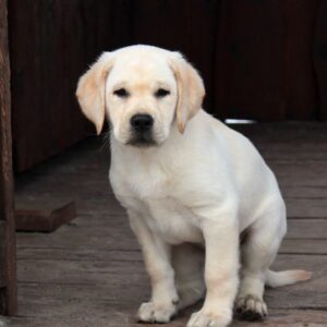 Nareda Labrador Retriever Nareda Labrador Retriever