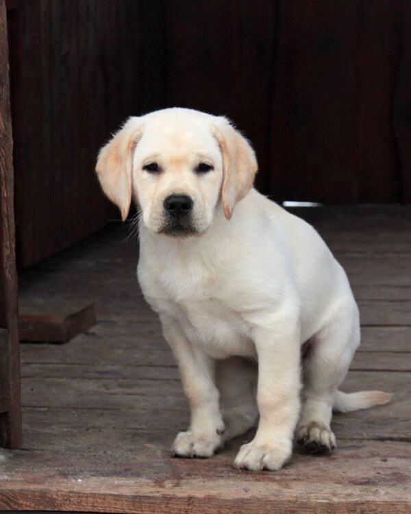 Nareda Labrador Retriever Nareda Labrador Retriever