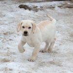 Nareda-female-Labrador-puppy-for-sale-3