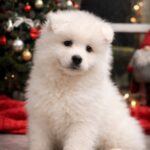 Nefertiti-female-samoyed-puppy-for-sale-1 (1)