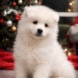 Nefertiti Samoyed Nefertiti Samoyed