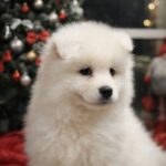 Nefertiti-female-samoyed-puppy-for-sale-1 (2)