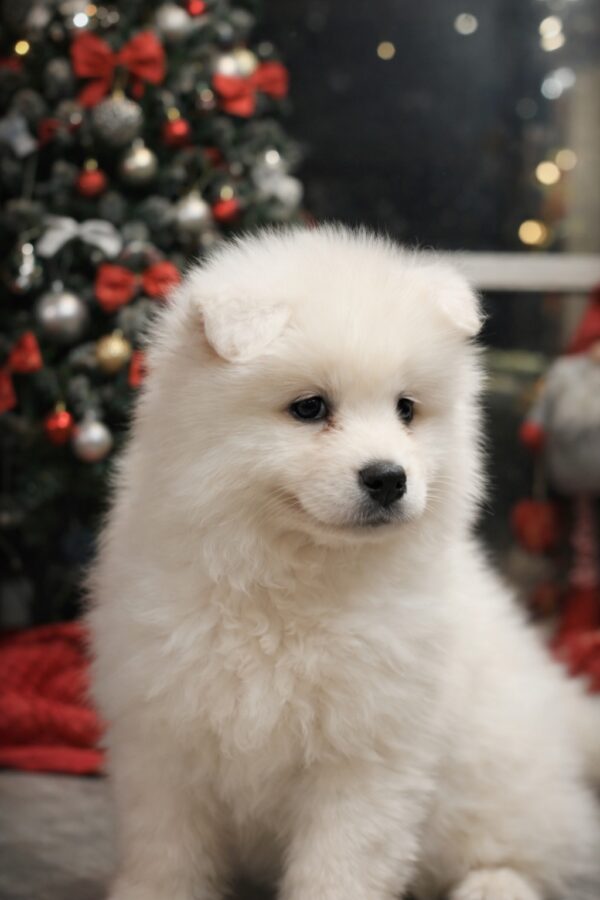 Nefertiti Samoyed Nefertiti Samoyed