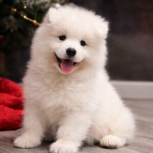 Nefertiti Samoyed Nefertiti Samoyed