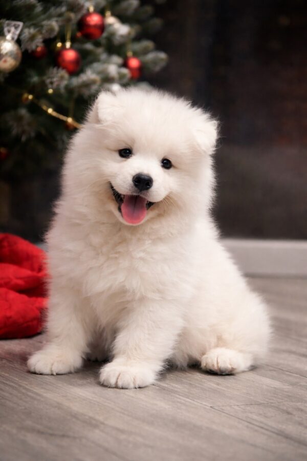 Nefertiti Samoyed Nefertiti Samoyed