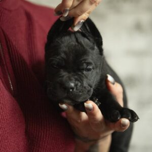 Nellie Cane Corso Nellie Cane Corso
