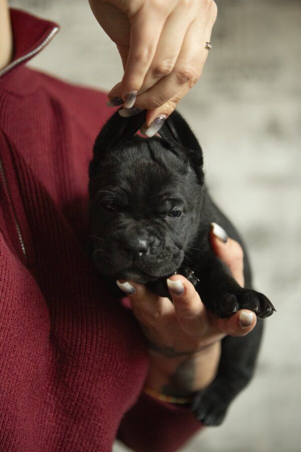 Nellie Cane Corso Nellie Cane Corso