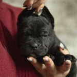 Nellie-female-cane-corso-puppy-for-sale-1 (2)