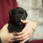Nellie-female-cane-corso-puppy-for-sale-1 (3)
