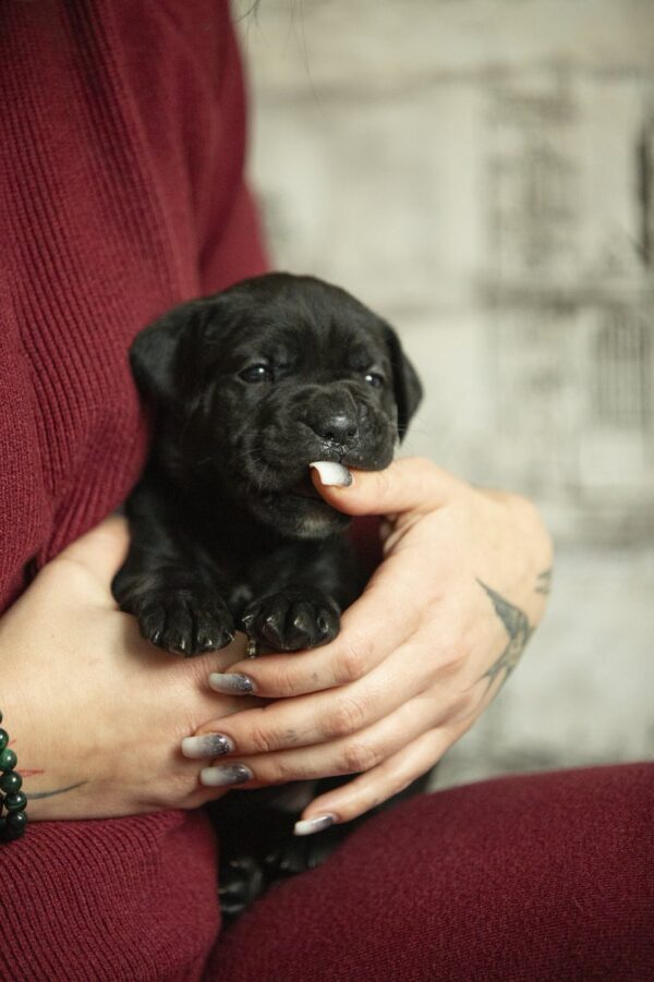 Nellie Cane Corso Nellie Cane Corso