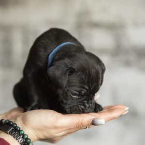 Nelson Cane Corso Nelson Cane Corso