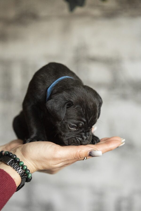 Nelson Cane Corso Nelson Cane Corso