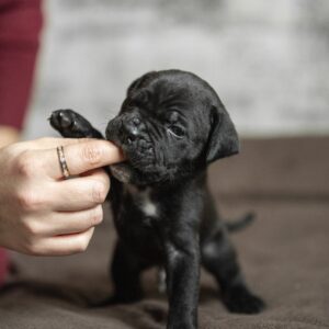 Nelson Cane Corso Nelson Cane Corso