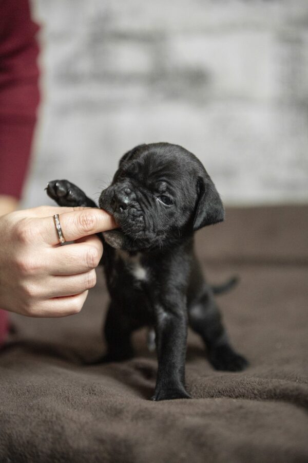 Nelson Cane Corso Nelson Cane Corso