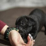 Nelson-male-cane-corso-puppy-for-sale-1 (3)