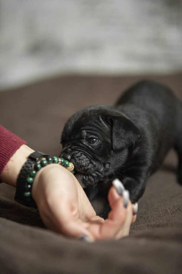 Nelson Cane Corso Nelson Cane Corso