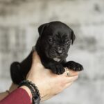 Nelson-male-cane-corso-puppy-for-sale-1 (4)