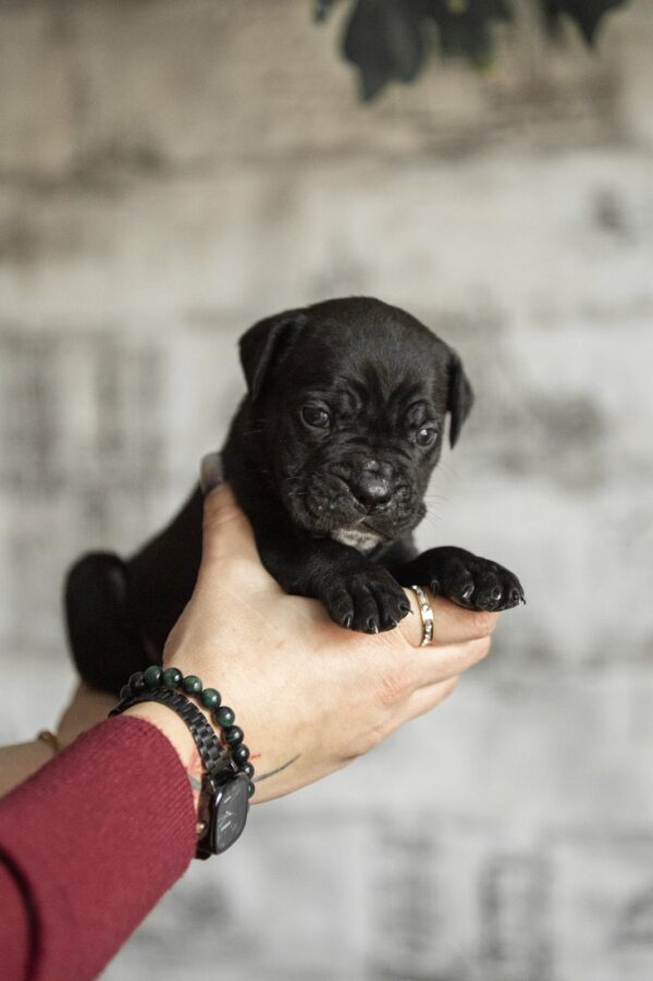 Nelson Cane Corso Nelson Cane Corso