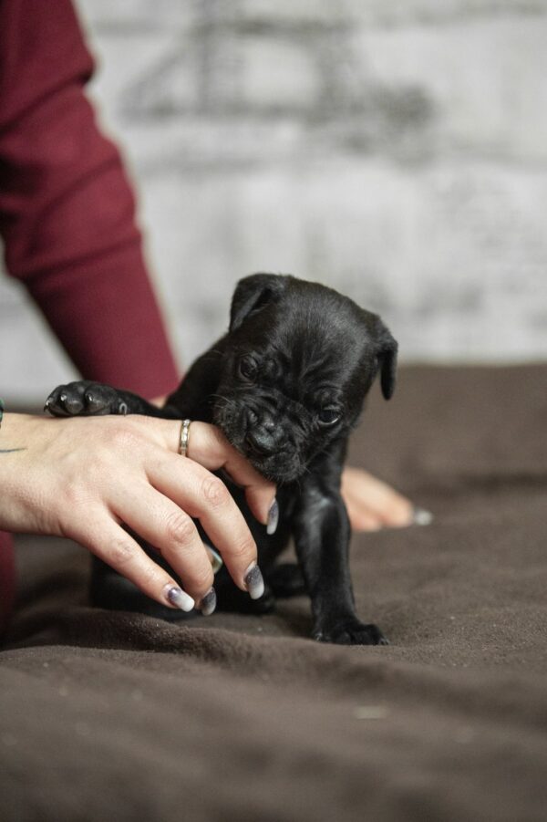 Nelson Cane Corso Nelson Cane Corso
