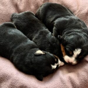New Litter Bernese Mountain Dog New Litter Bernese Mountain Dog