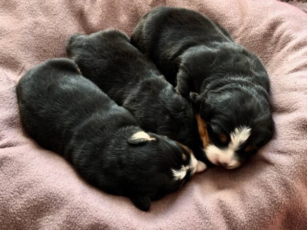 New Litter Bernese Mountain Dog New Litter Bernese Mountain Dog