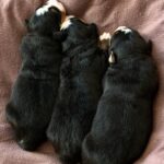 New-Litter-Bernese-Mountain-puppy-for-sale-2