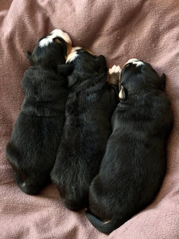 New Litter Bernese Mountain Dog New Litter Bernese Mountain Dog
