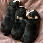 New-Litter-Bernese-Mountain-puppy-for-sale-3